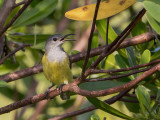 Birds of West Papua 2018
