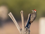 Birds of Mexico 2018