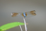 Insects and Spiders!!
