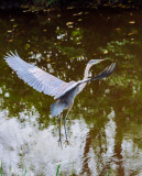 Great Blue Herons