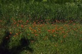 FLEURS et FLORAISON