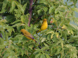 PARULINE / WARBLER