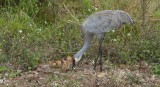 Sandhill Crane