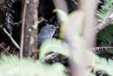 Tapaculos