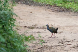 Rails, Gallinules & Coots