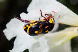 Macro