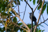 Puffbirds