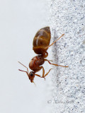 Prenolepis imparis AP17 #6603