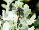 Dot-tailed Whiteface - Leucorrhinia intacta JN17 #2766