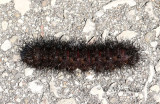Giant Leopard Moth S17 #3545