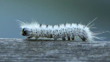 Lophocampa caryae S17 #3512