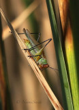 Orchelimum nigripes - male S17 #4228