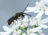 Bees