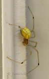 Enoplognatha ovata JL17 #9230
