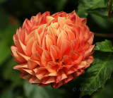 Dahlias