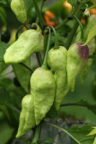 Peppers