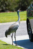 IN ORLANDO, FLORIDA