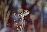 CHICKADEE