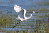 GREAT EGRET