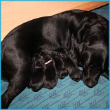 NSD Diamonds Puppies 2018