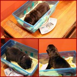 NSD Diamonds Puppies 2018