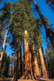 sequoia_np