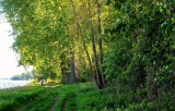 The Rhine forest - Alsace: la forêt du Rhin