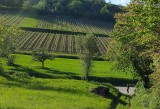alsatian vineyard - vignoble alsacien