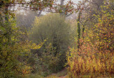 The Rhine forest - Alsace: la forêt du Rhin