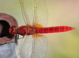 Insects