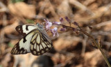 Insects