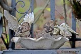 Meine Spatzen / My Sparrows