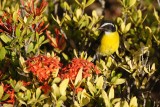 Bananaquit