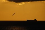 Frigatebird, ship, and sunset in Aruba