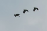 Red-lored parrots over Panama