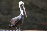 Pelican in Panama
