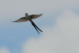 Fork-tailed flycatcher