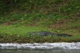 Panama crocodile