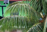 Lots of orange-chinned parakeets