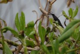 Bananaquit