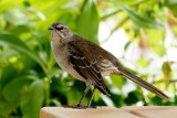 Bahama mockingbird