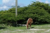 Grand Turk's wild horses