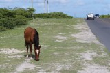 Wild horses right on the side of the road