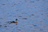 White-cheeked pintail duck in Grand Turk