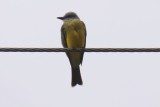 Tropical kingbird