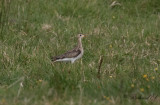 Piparsnäppa - Upland Sandpiper (Bartramia longicauda)