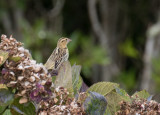 Bobolink - Bobolink (Dolichonyx oryzivorus)
