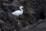 Snöhäger - Snowy Egret (Egretta thula)