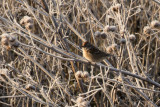 Tundrasparv - American Tree Sparrow (Spizelloides arborea)