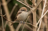 Brun törnskata - Brown Shrike (Lanius cristatus)